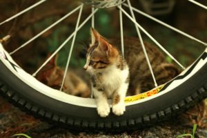 beautiful, Cat, Between, Bicycle, Spokes