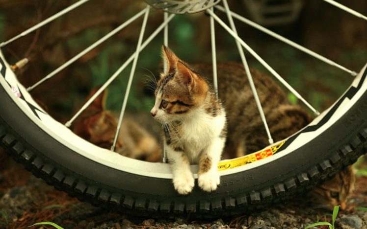 beautiful, Cat, Between, Bicycle, Spokes HD Wallpaper Desktop Background