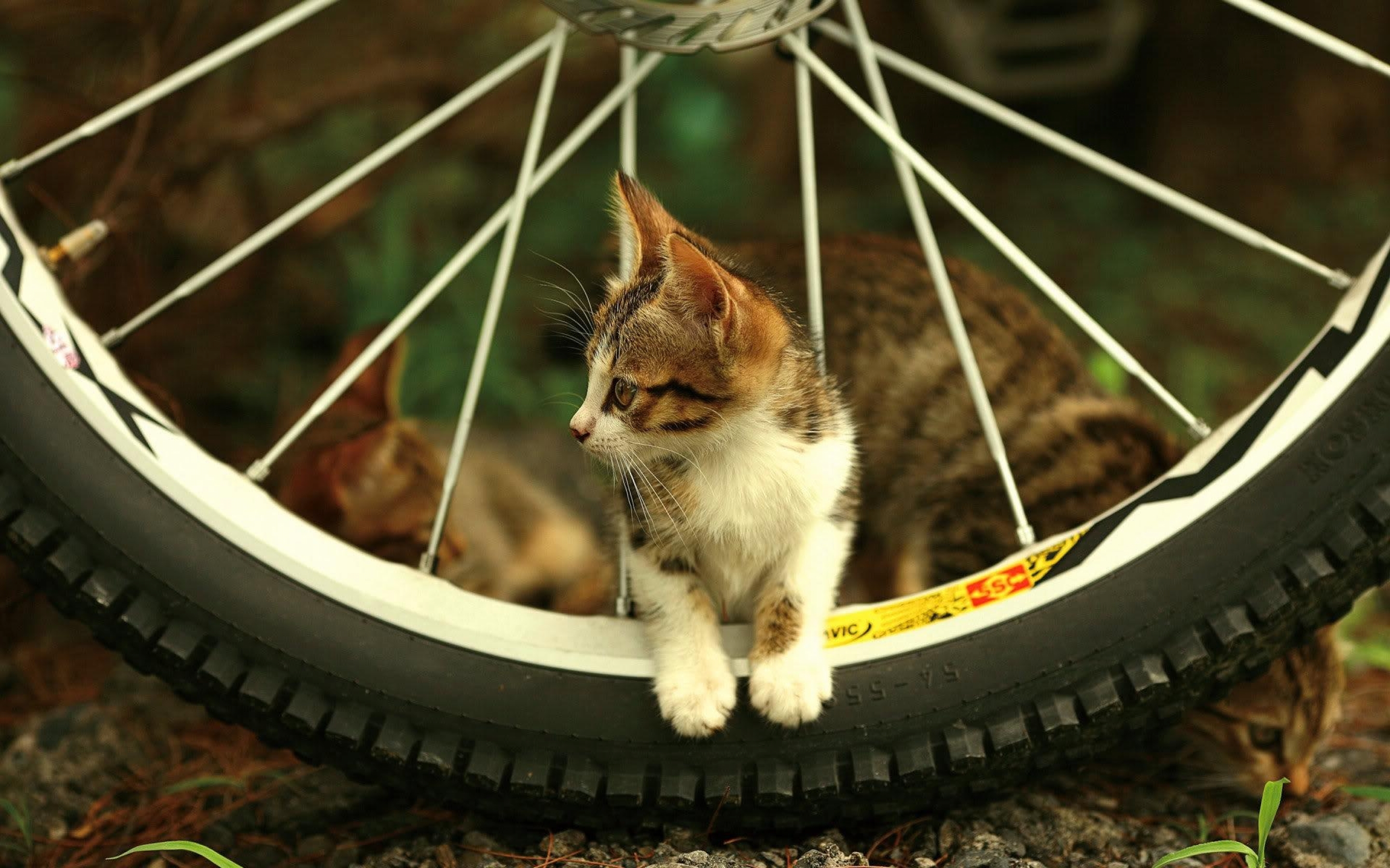 beautiful, Cat, Between, Bicycle, Spokes Wallpaper