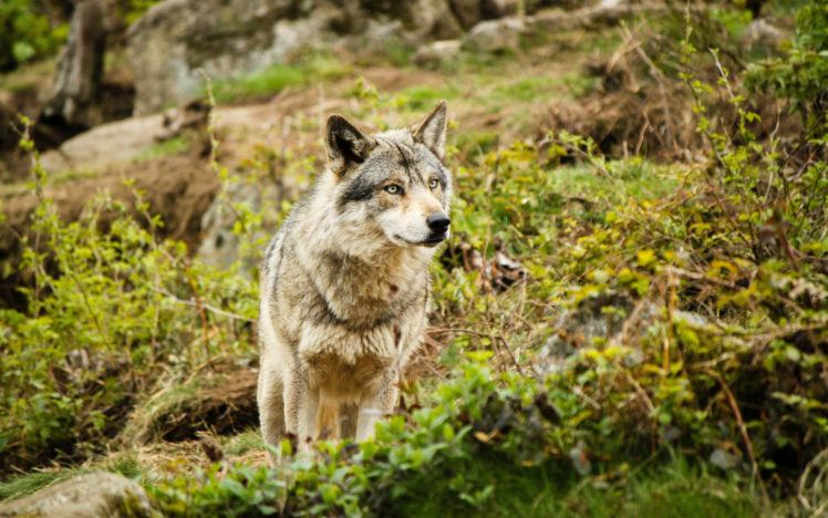 wolf, Wolves HD Wallpaper Desktop Background