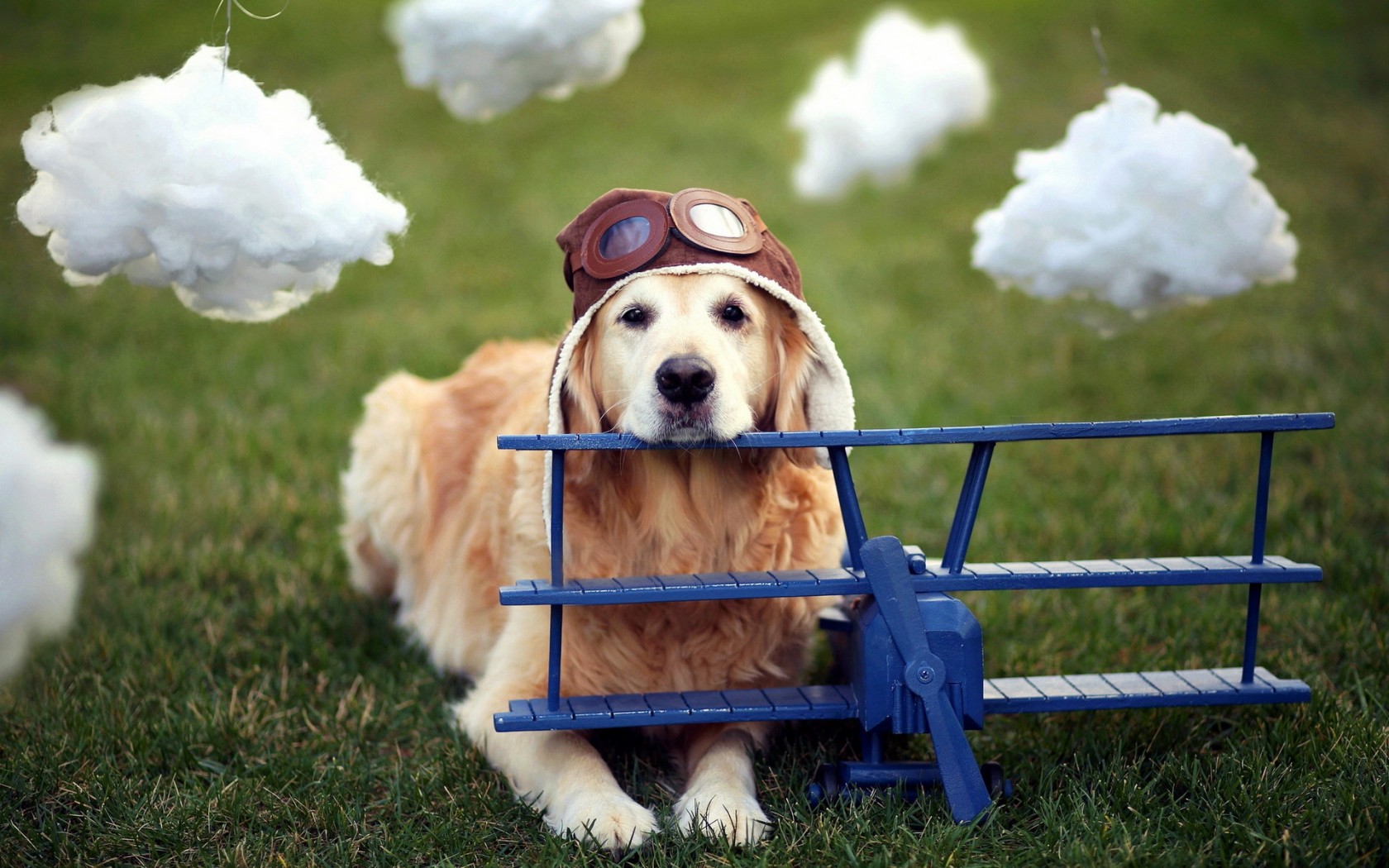 dogs, Cute, Costume, Uniform, Toys, Aircraft, Airplane, Glasses Wallpaper