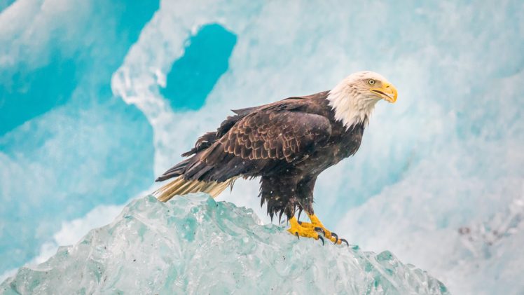 eagle, On, Iceberg HD Wallpaper Desktop Background