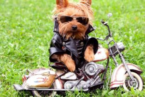 biker little dog stylish