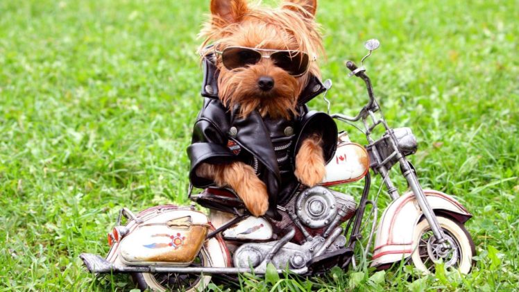 biker little dog stylish HD Wallpaper Desktop Background
