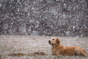 dogs, Canine, Nature, Winter, Flakes, Snow, Grass