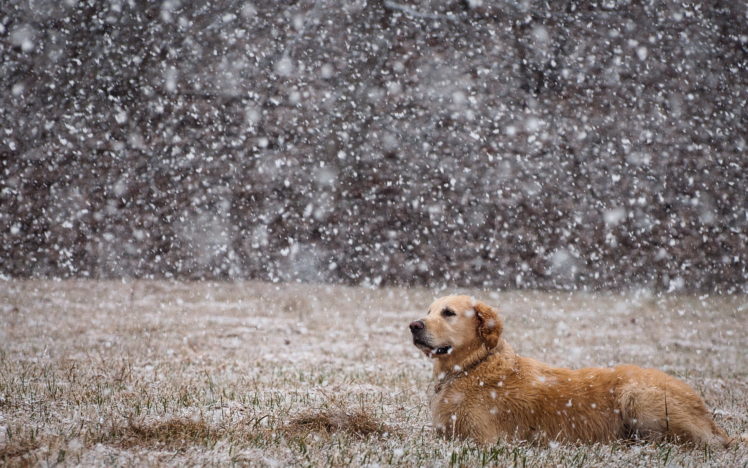 dogs, Canine, Nature, Winter, Flakes, Snow, Grass HD Wallpaper Desktop Background