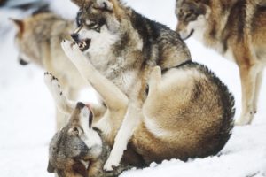 animals, Canines, Wolf, Wolves, Winter, Snow, Predator, Wildlife