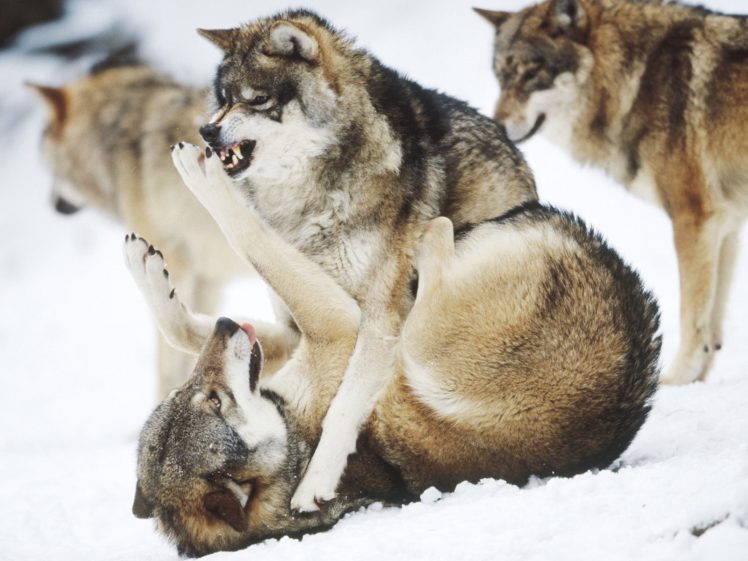 animals, Canines, Wolf, Wolves, Winter, Snow, Predator, Wildlife HD Wallpaper Desktop Background