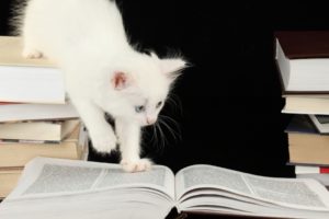 babies, Kittiens, Books, Cute, Felines