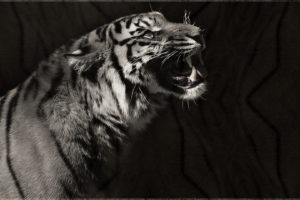 tiger, Predator, Monochrome, Black, White