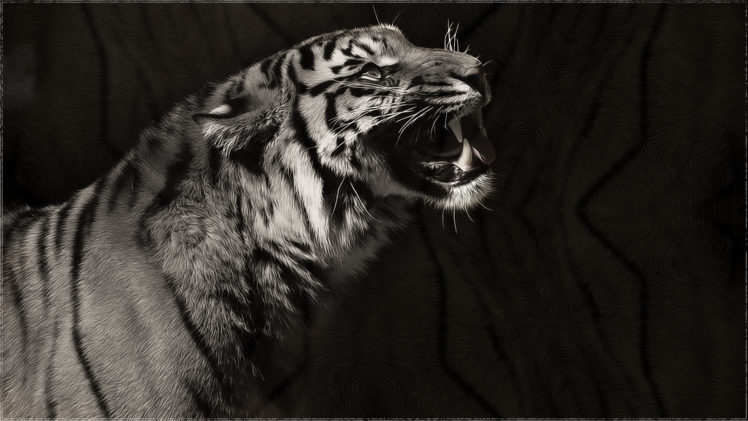 tiger, Predator, Monochrome, Black, White HD Wallpaper Desktop Background