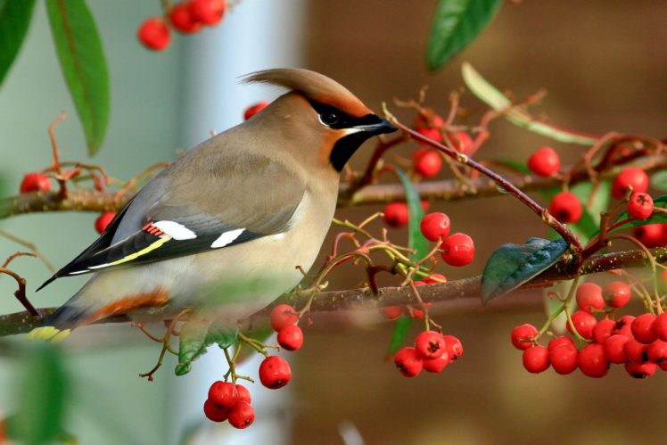 bird, Birds, Nature, Berries, Branch HD Wallpaper Desktop Background