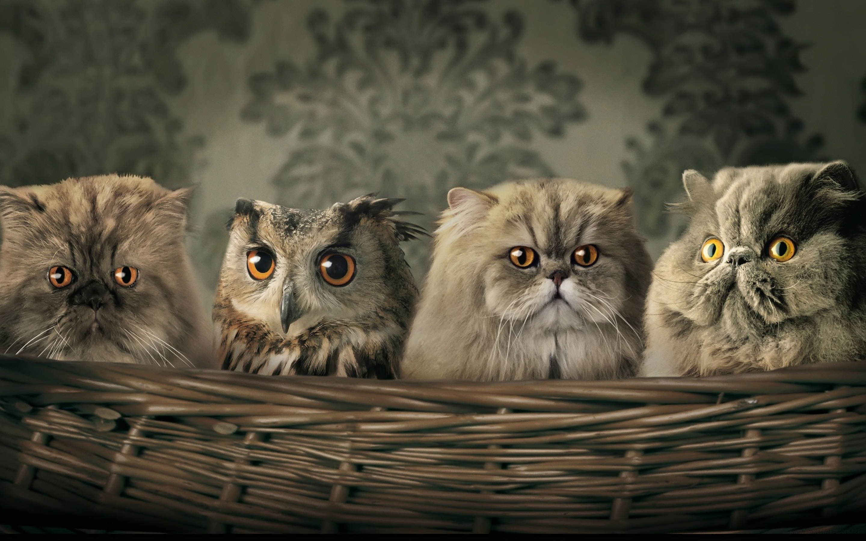 a, Strange, Family Wallpaper