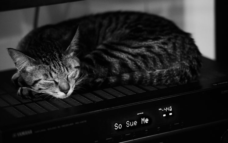 animals, Cats, Cute, Humor, Black, White HD Wallpaper Desktop Background