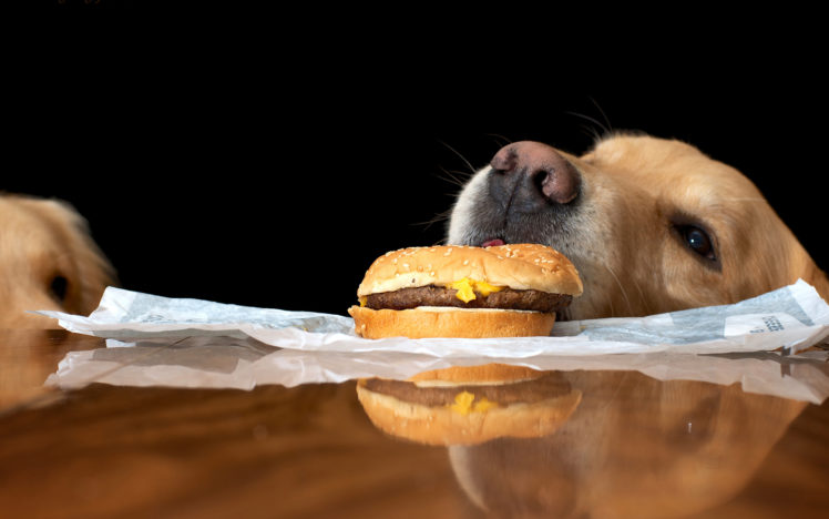 animals, Dogs, Food, Burger, Humor, Funny HD Wallpaper Desktop Background