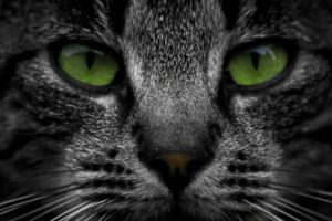 cat, Green, Eyes