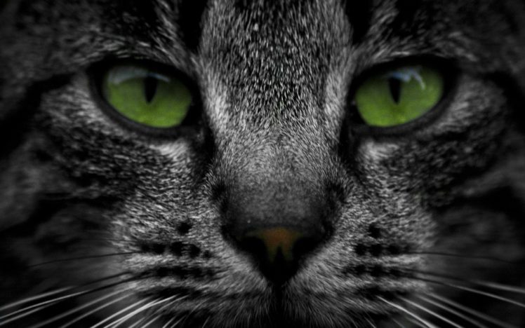 cat, Green, Eyes HD Wallpaper Desktop Background
