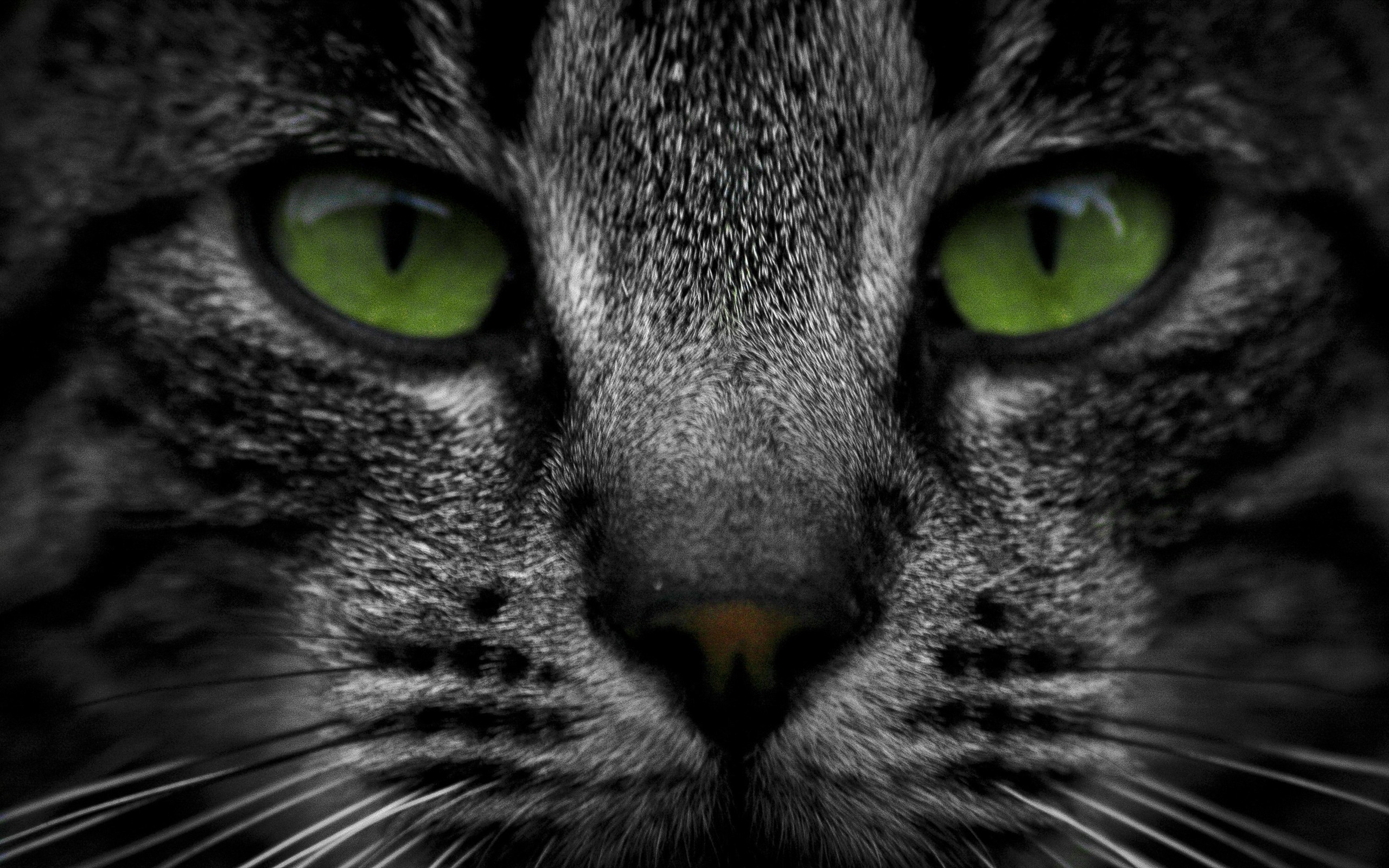 cat, Green, Eyes Wallpapers HD / Desktop and Mobile Backgrounds
