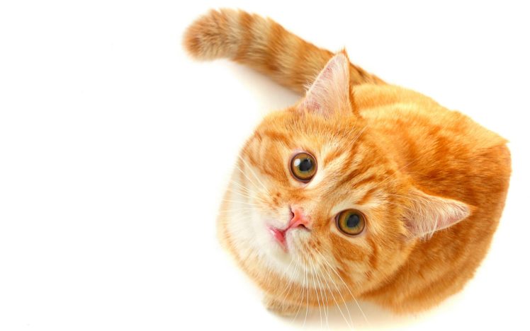 animals, Cats, Felines, Tabby, Orange, Face, Eyes, Pov HD Wallpaper Desktop Background