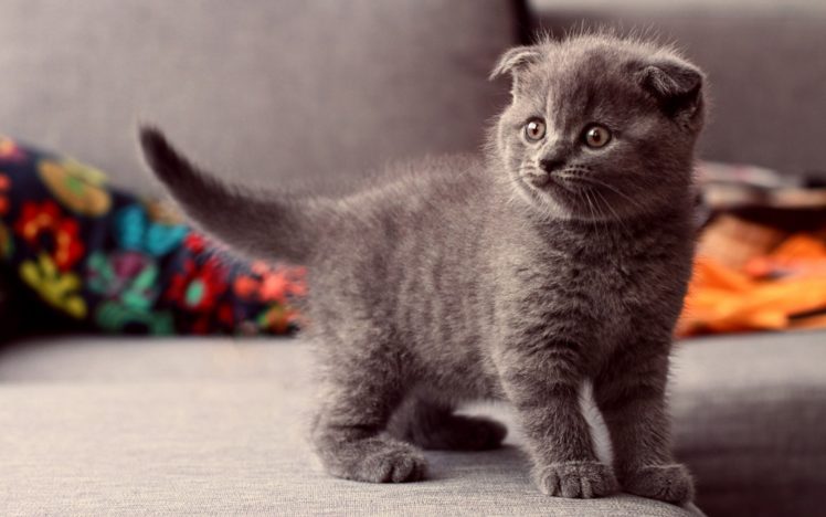 animals, Cats, Kittens, Cute, Eyes, Babies HD Wallpaper Desktop Background
