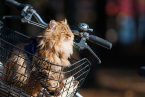 animals, Cats, Felines, Vehicles, Bicycle