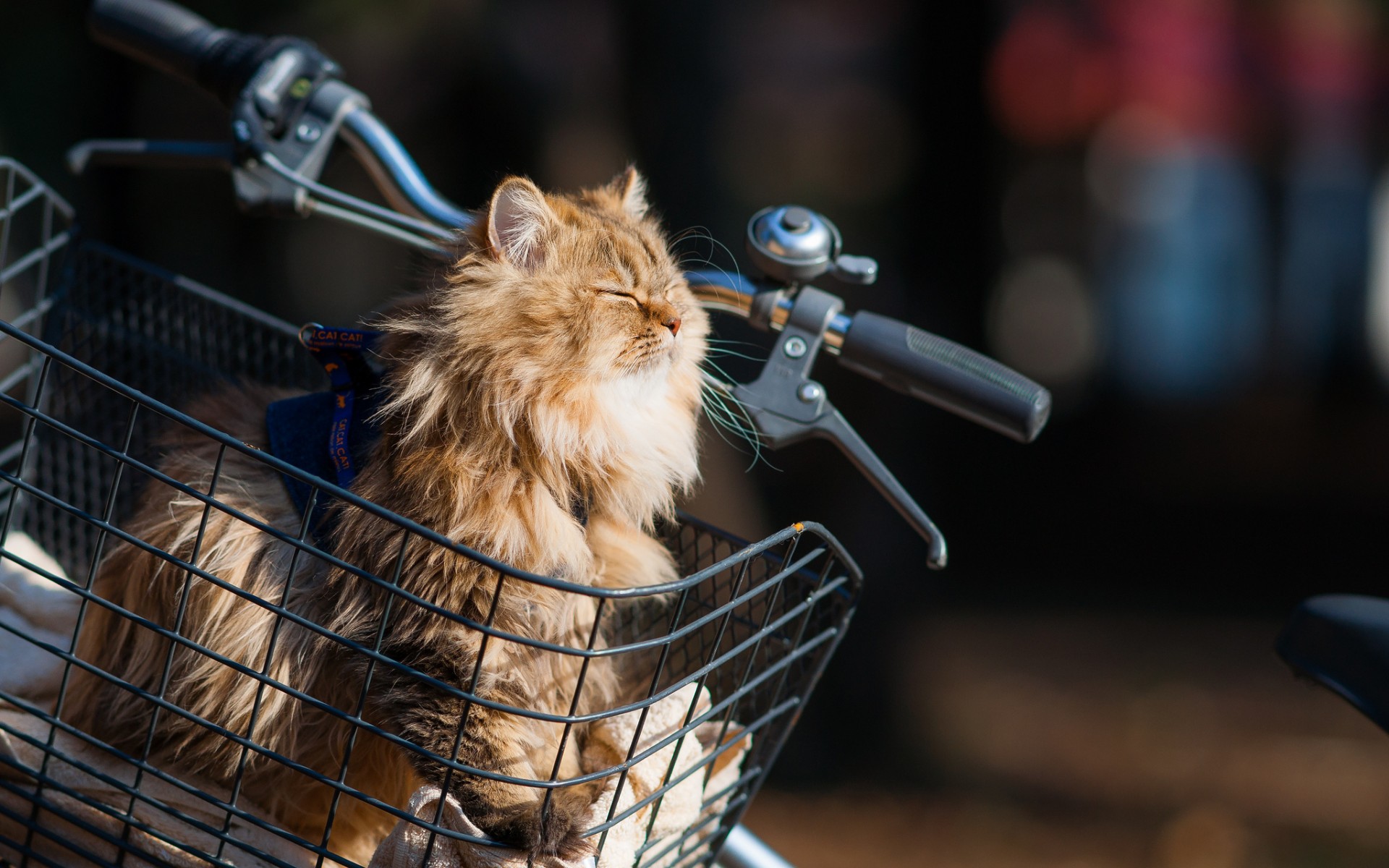 animals, Cats, Felines, Vehicles, Bicycle Wallpaper