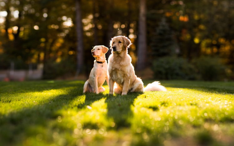 canine, Animals, Dogs, Grass, Mood, Landscapes, Sunlight HD Wallpaper Desktop Background