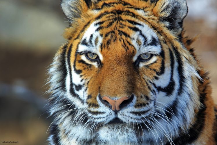 amur, Tiger, Tiger, Wild, Cat, Predator, Face, Portrait HD Wallpaper Desktop Background