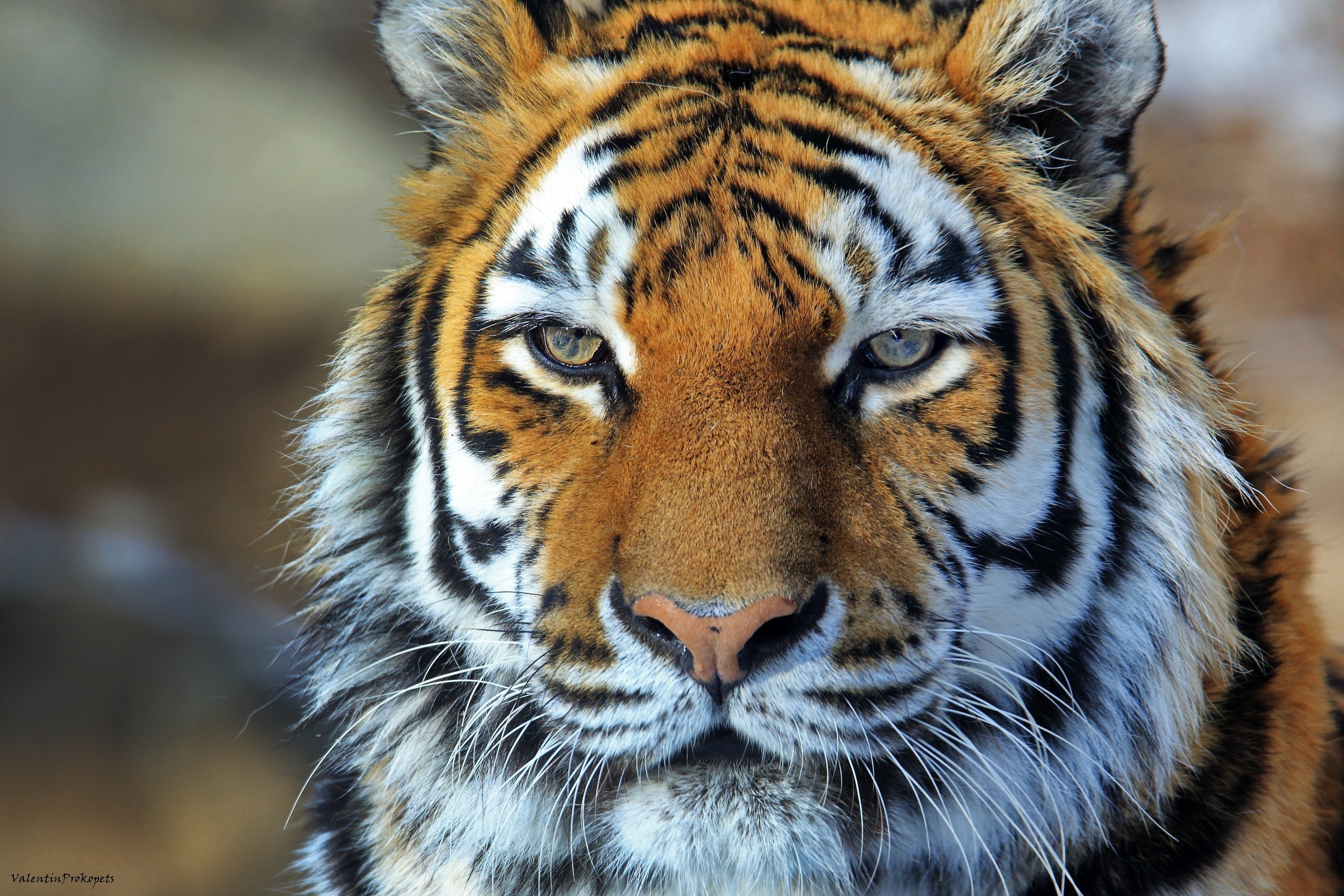 amur, Tiger, Tiger, Wild, Cat, Predator, Face, Portrait Wallpaper