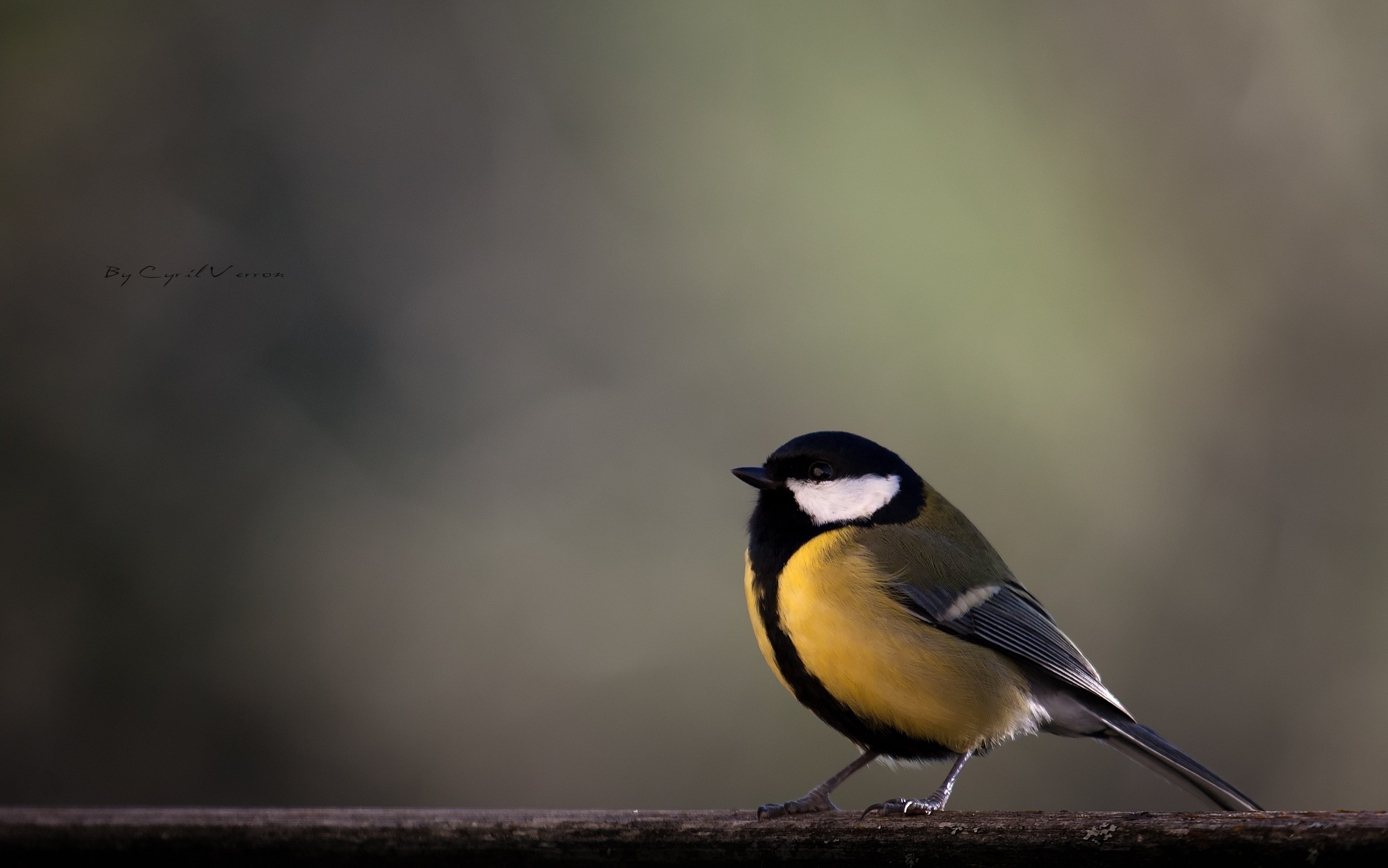 birds, Closeup, Animal Wallpaper