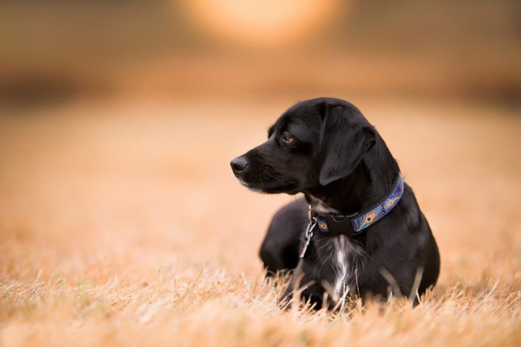 dog, Field, Look, The, Collar HD Wallpaper Desktop Background