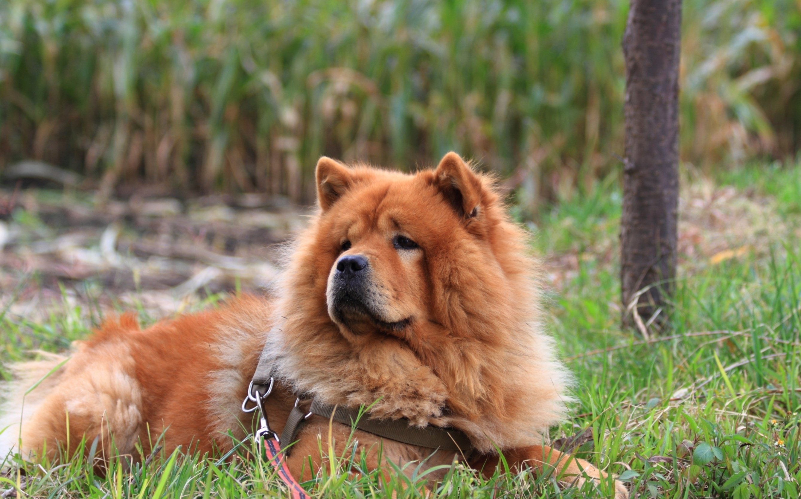 dog, Chow, Chow, Grass Wallpapers HD / Desktop and Mobile