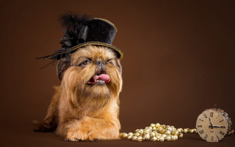 dog, Hat, Animals HD Wallpaper Desktop Background