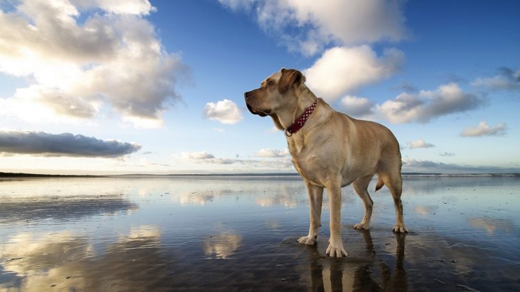 dogs, Sky, Boerboel, Clouds, Animals HD Wallpaper Desktop Background