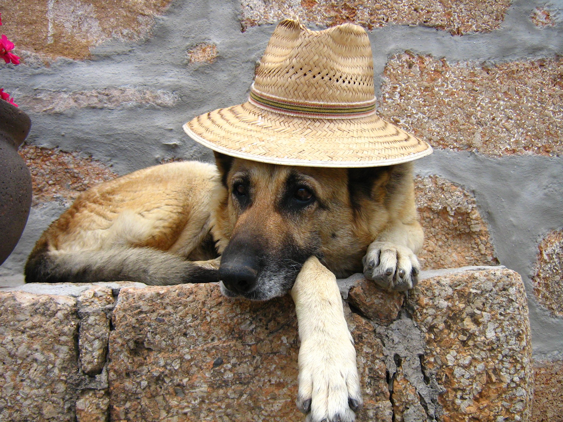 dogs, Shepherd, Hat, Animals Wallpaper