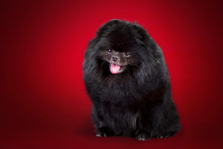 dogs, Spitz, Black, Animals HD Wallpaper Desktop Background