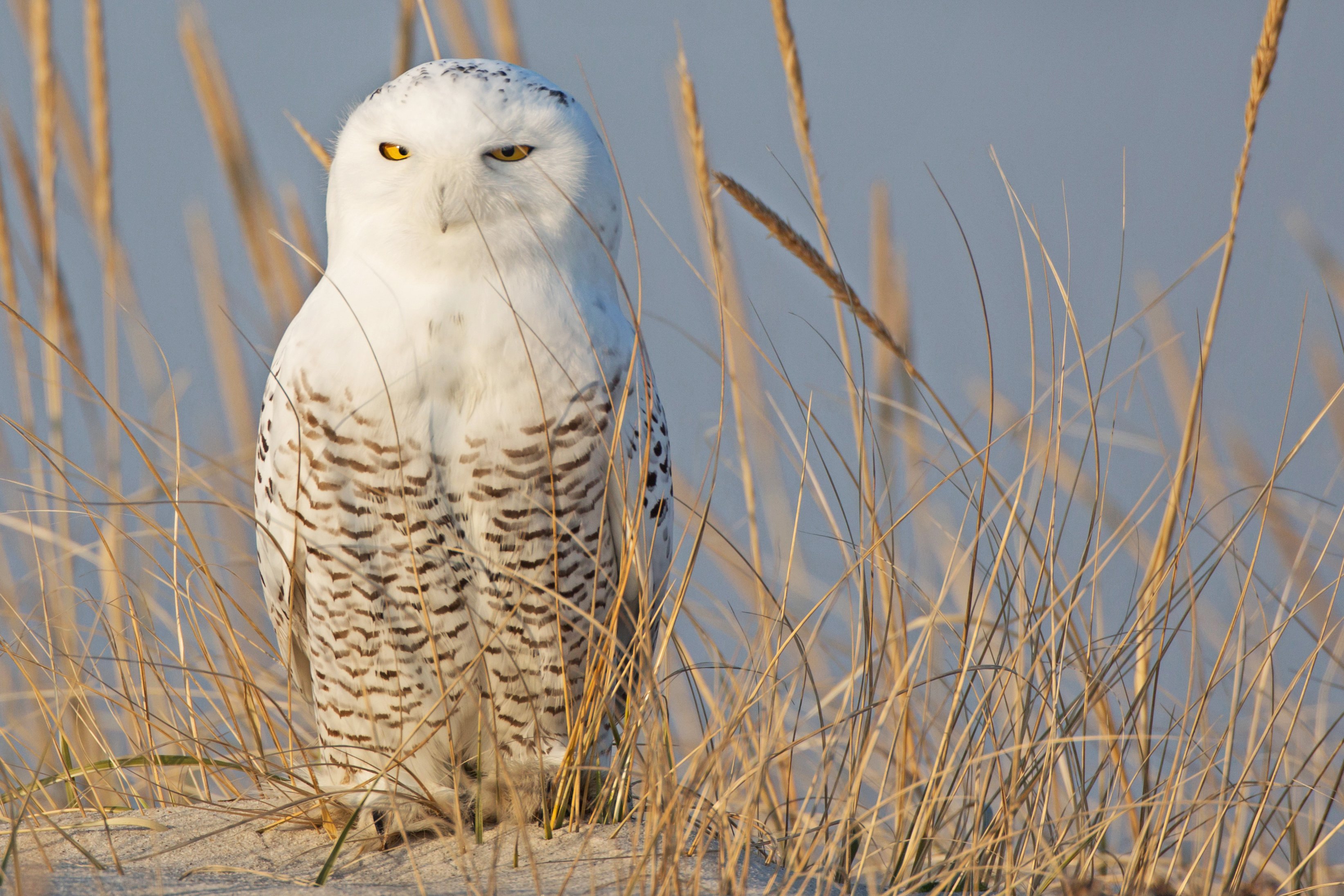 owl, Koloski, Pesok, Bird Wallpaper