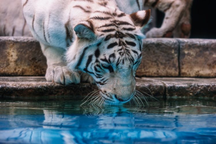 tiger, Wild, Cat, Predator, Muzzle, Watering, Zoo HD Wallpaper Desktop Background