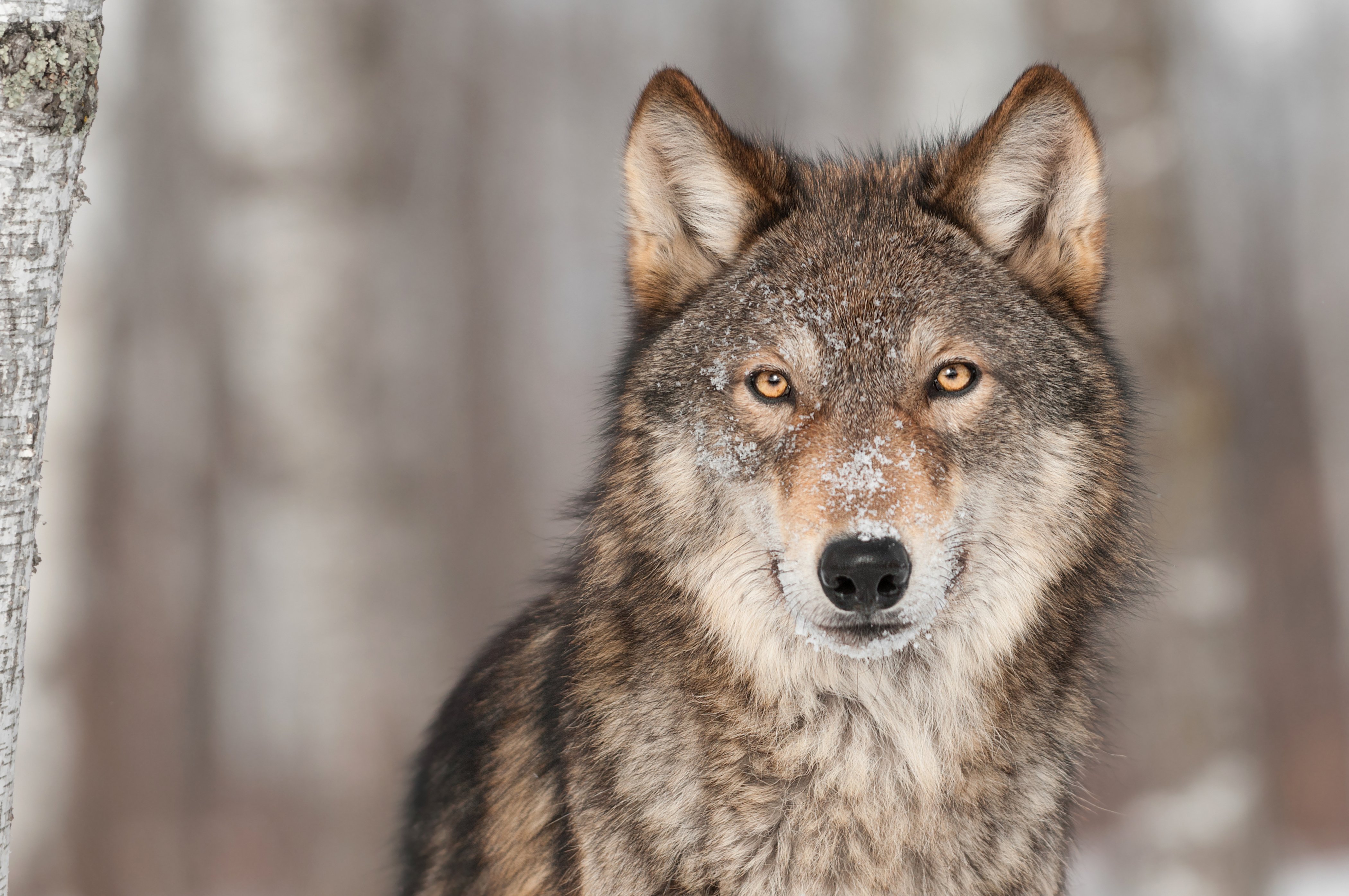wolves, Glance, Animals, Wolf Wallpaper