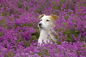 field, Flowers, Dog