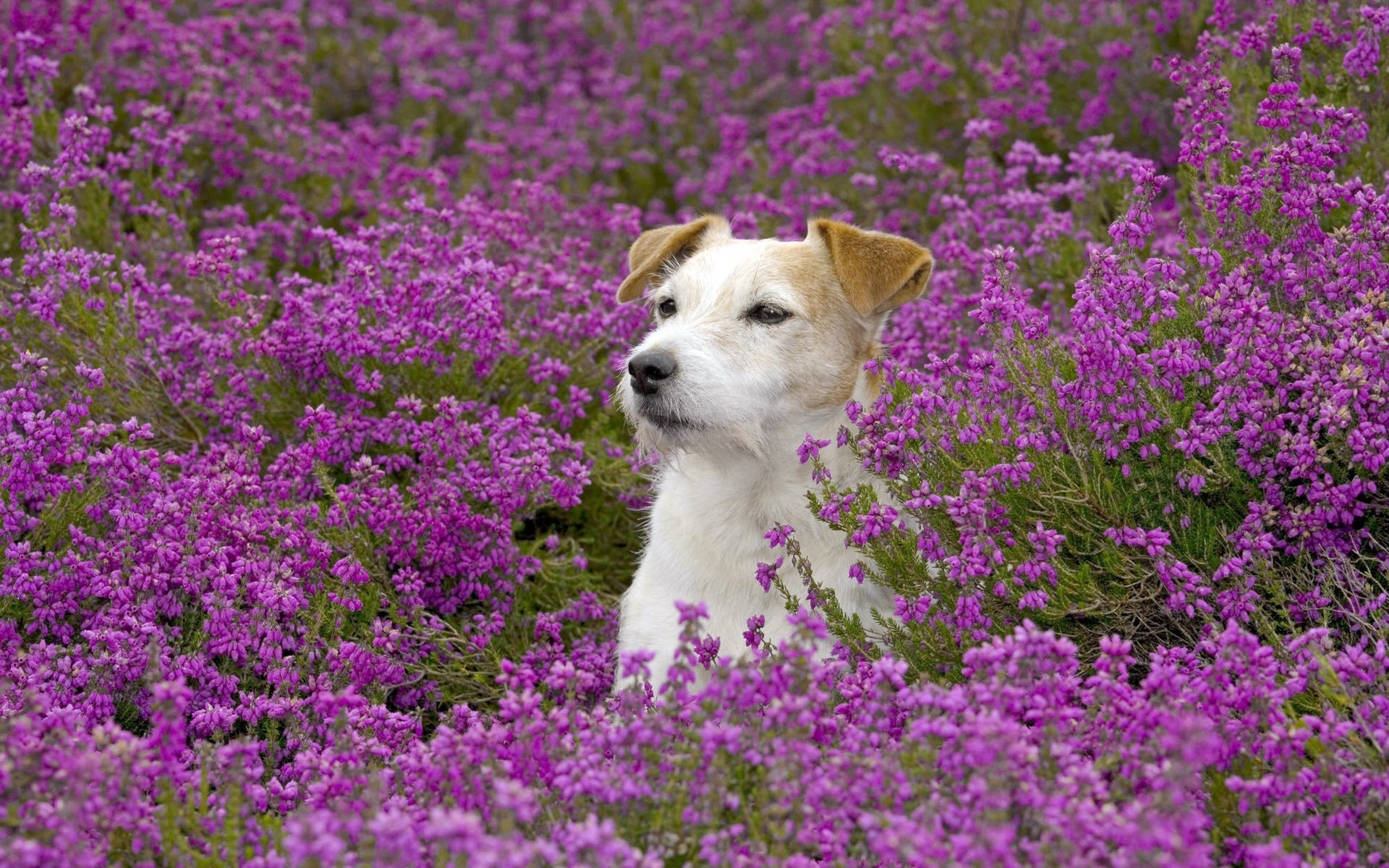field, Flowers, Dog Wallpaper