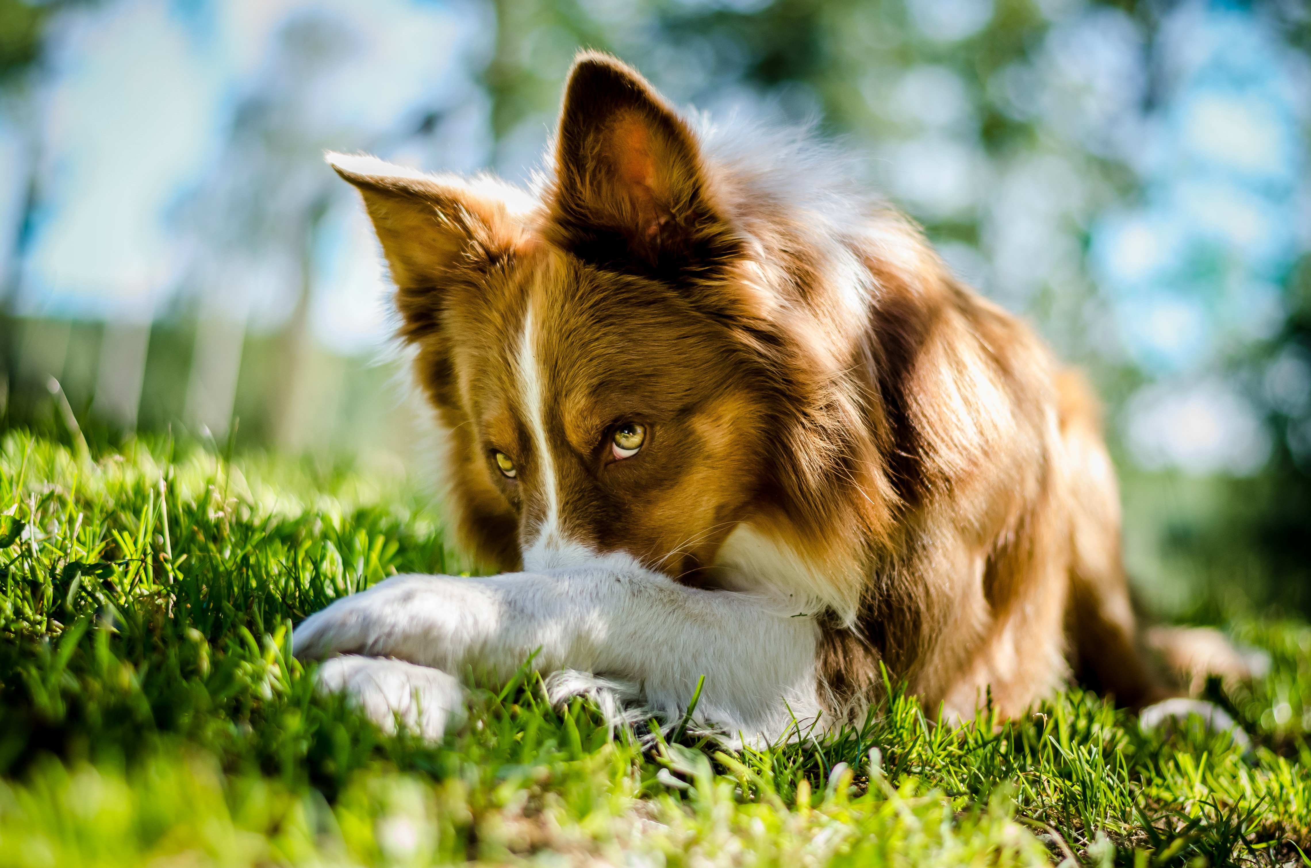 border, Collie Wallpaper