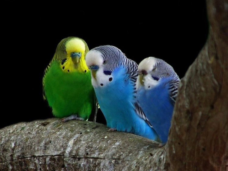 birds, Parakeets, Budgerigar, Animals, Birds HD Wallpaper Desktop Background