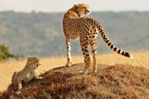 big, Cats, Cheetah