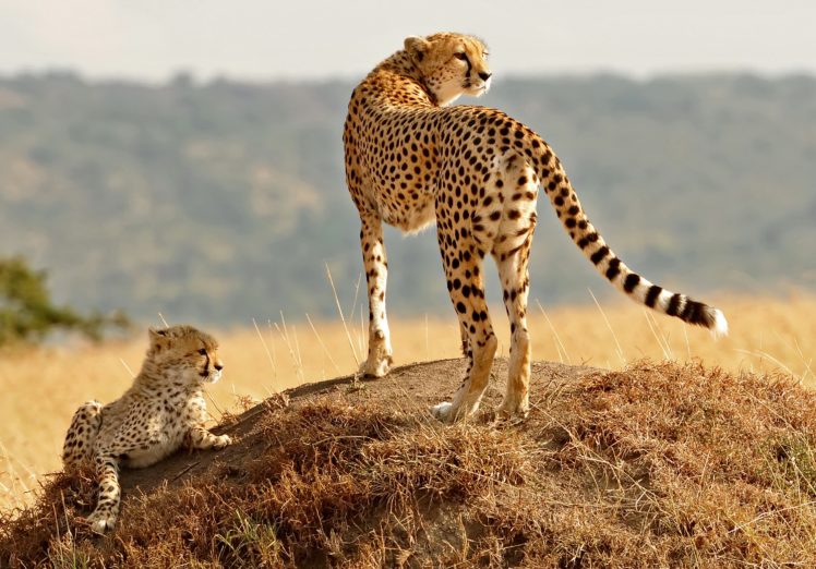 big, Cats, Cheetah HD Wallpaper Desktop Background