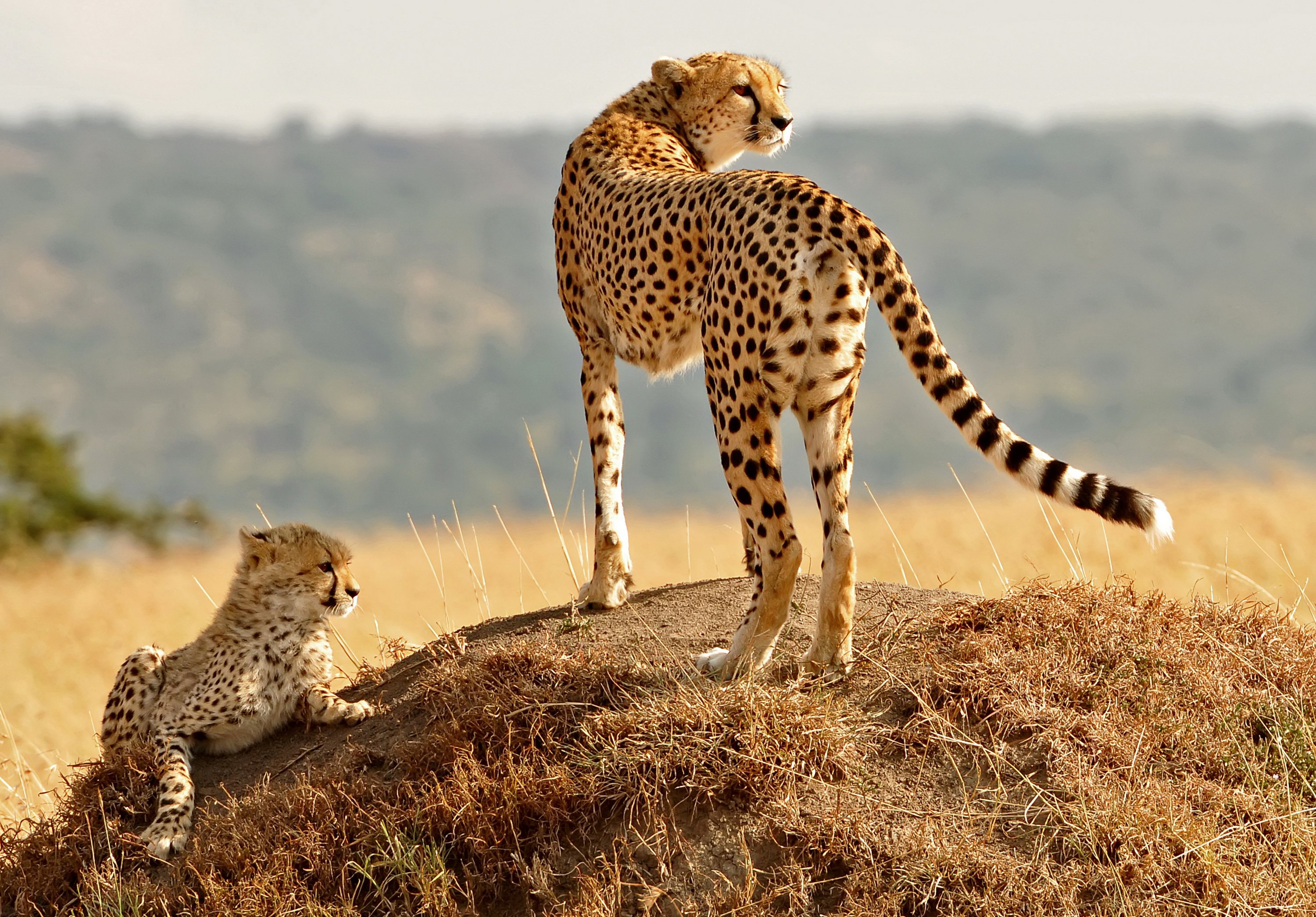 big, Cats, Cheetah Wallpaper