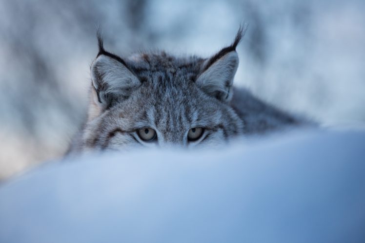 big, Cats, Lynx, Glance, Animals HD Wallpaper Desktop Background