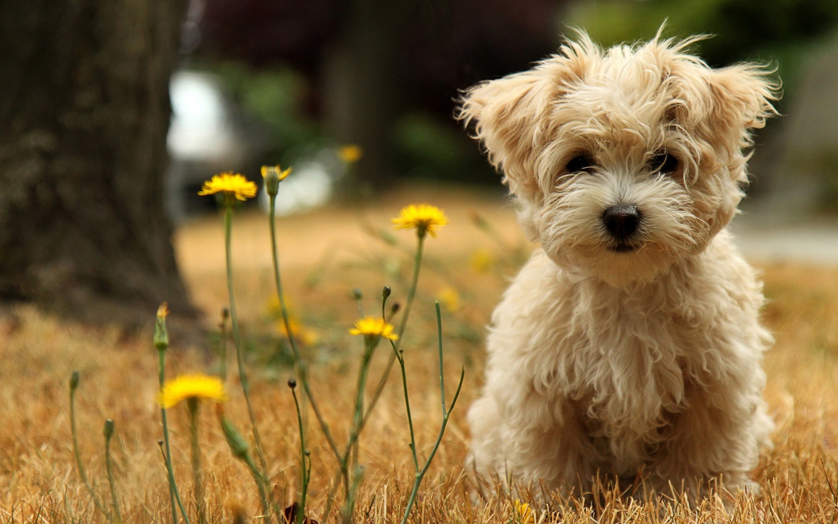 cute, Puppy Wallpaper