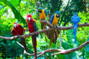 green, Parrot, Branches, Macaw