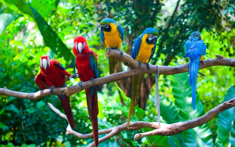 green, Parrot, Branches, Macaw HD Wallpaper Desktop Background